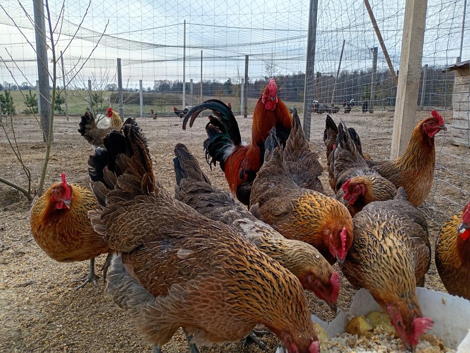 Jaja lęgowe  zielononóżki