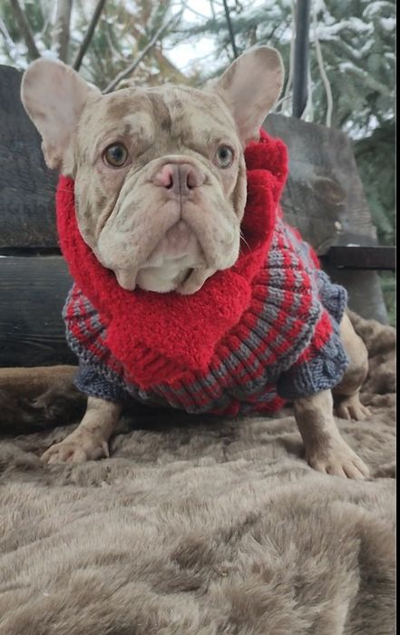 Шикарний француз.