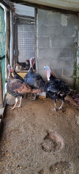 Vendo 3 casais de perús de várias cores