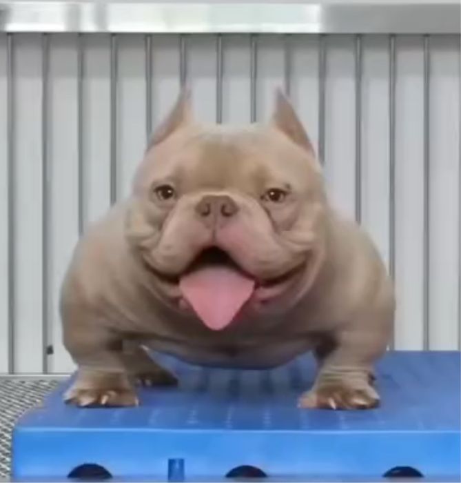 Мікро буллі екзотік