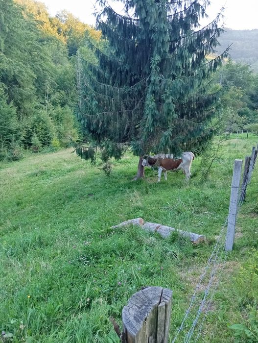 Продам корову 3 телям