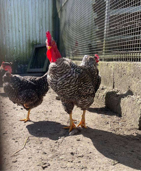 Galos, galinhas e ovos.