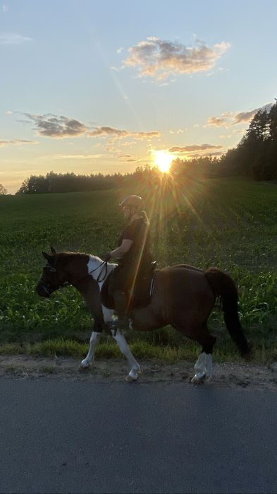 Sprzedam lub zamienie Hucuł