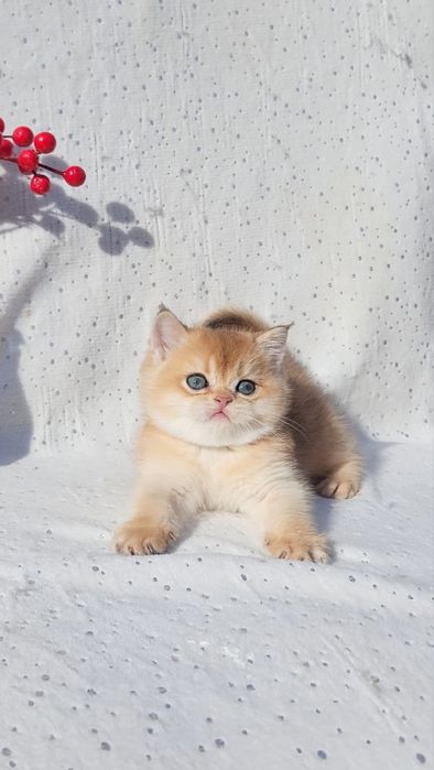 Кукляшна золота шиншила шотландська