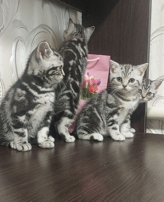 Мармурові кошенята