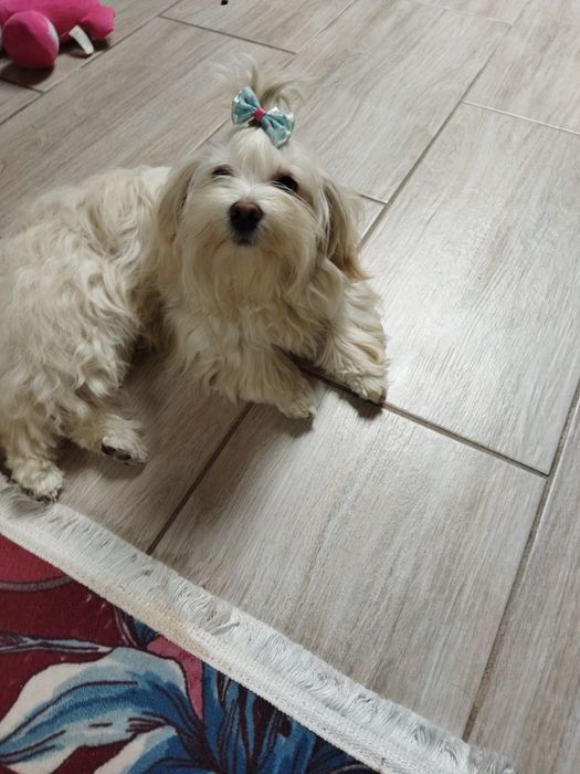 Piesek Elwis Hawańczyk. Gotowy do odbioru