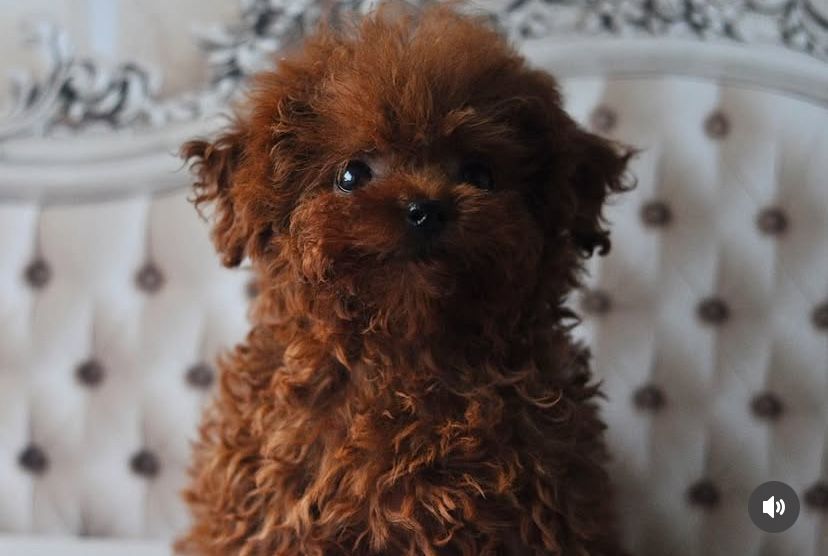 Красотка той пудель Китай