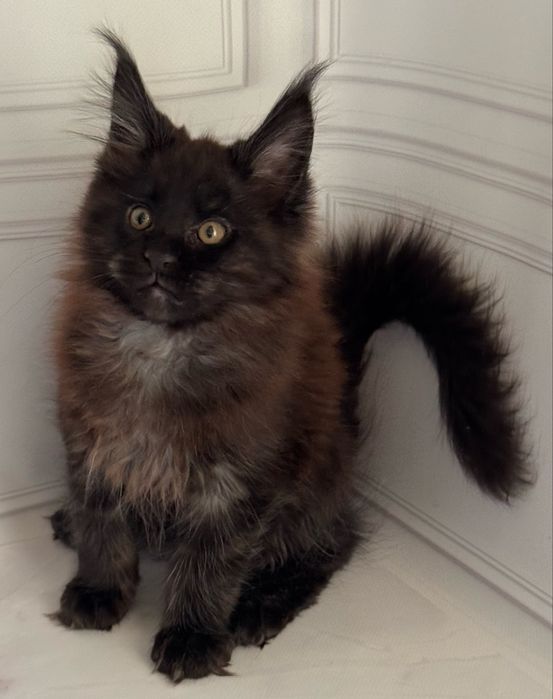 Продам котенка мейн-кун мальчик Черный дым( серебро) гентесты