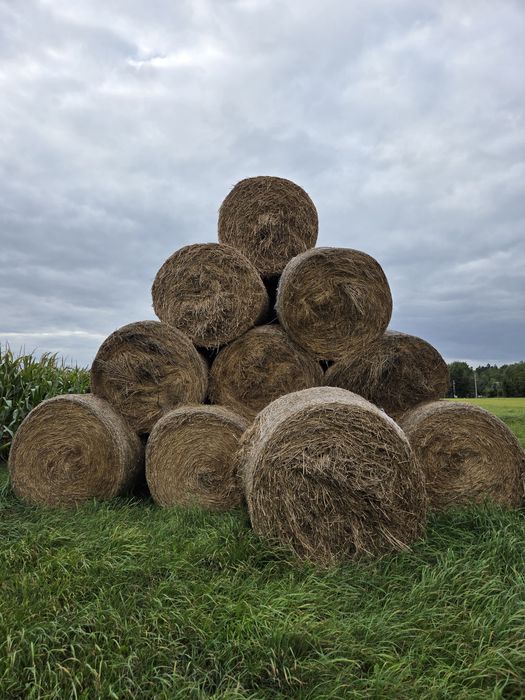 Siano z trawy słoma kiszonka baloty