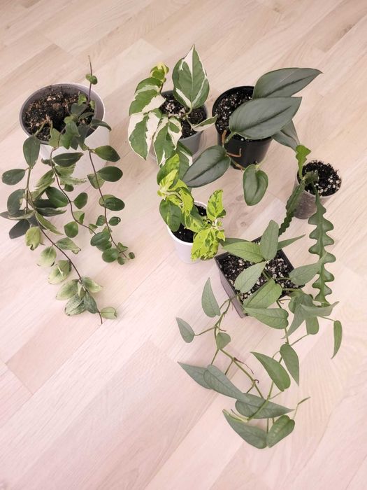 Liście roślin ozdobnych rezerwacja