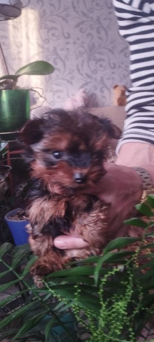 Йоркширский терьер