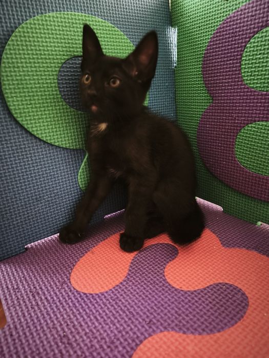 Gatos bebés para adoção