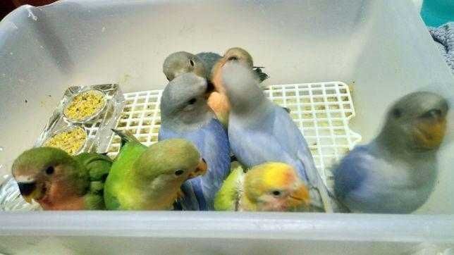 Roseicollis  selvagens,bebé, doméstiado