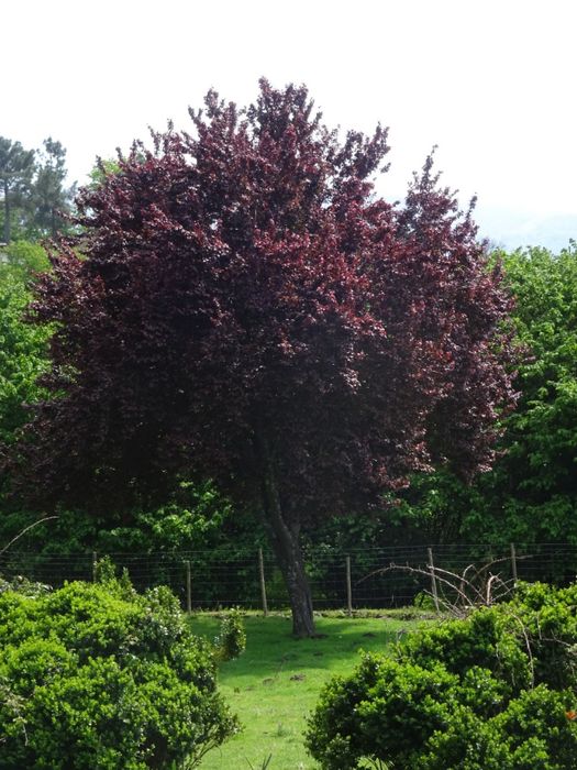 Casa do Solar - Tábua-Arganil (poucos meses)