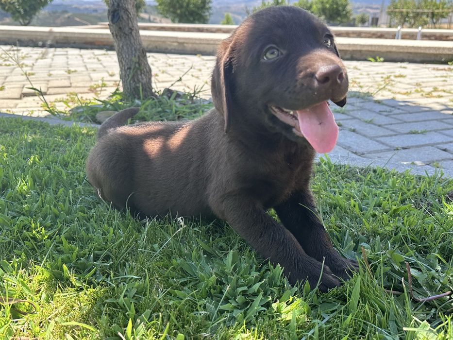 Labrador Retriever LOP e Afixo - castanho