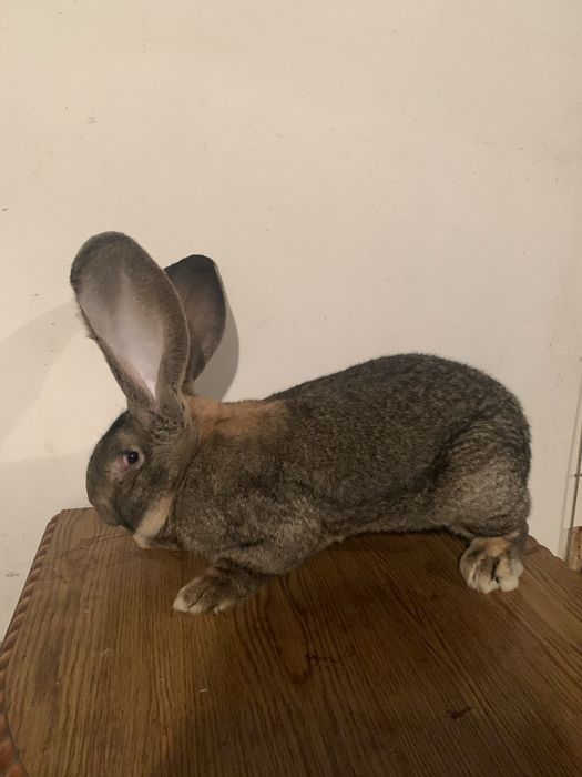 Belgijski Olbrzym szary