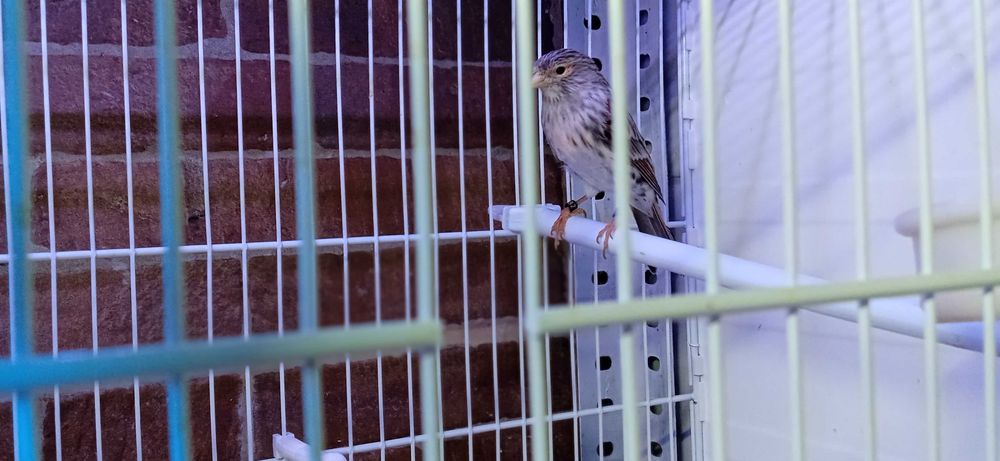 Canario Femea Agata Mosaico Vermelha de 2025