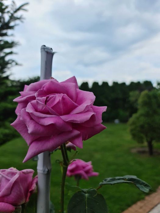 Apartament całoroczny