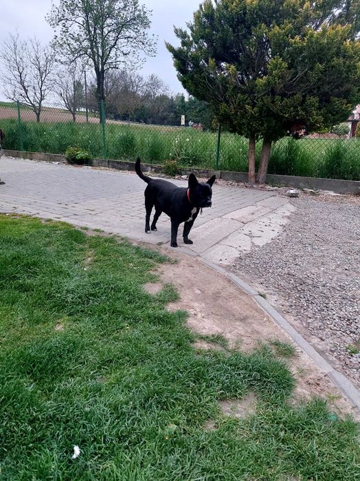 pies mieszanka buldog francuski