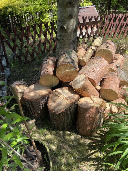 Drzewo sosnowe, sciete