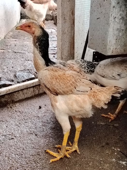 Galinhas Índio Gigante