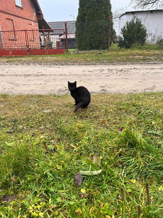 Bezbronna koteczka błaga o dom