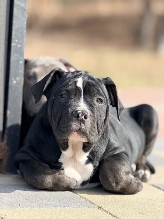 American Bully XL від професійного розплідника