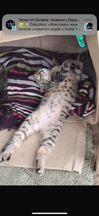 Маленькие котята ищут добрых хозяев. Только Николаев!!!