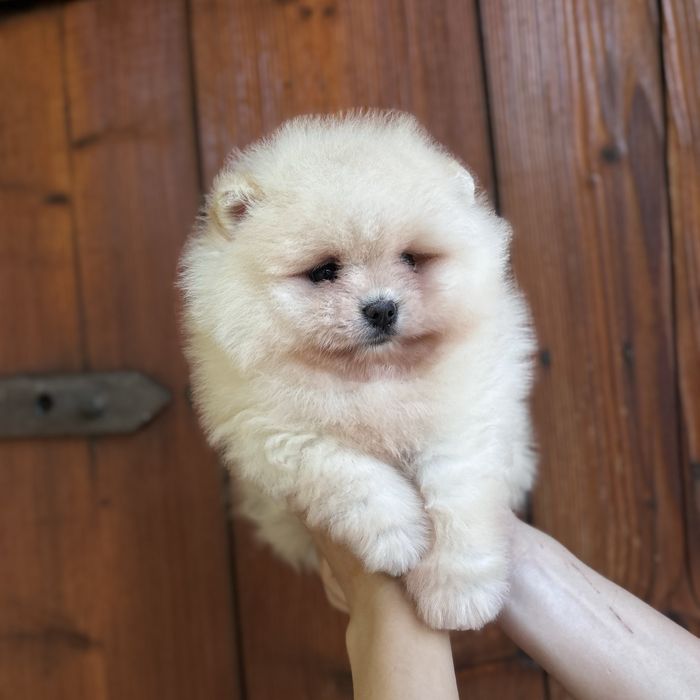 чудовий ведмедик шоу классу