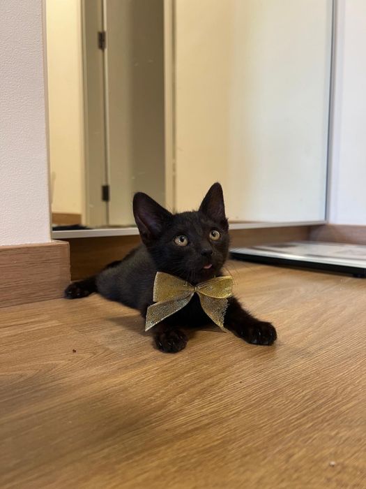 Gatinho para adoção