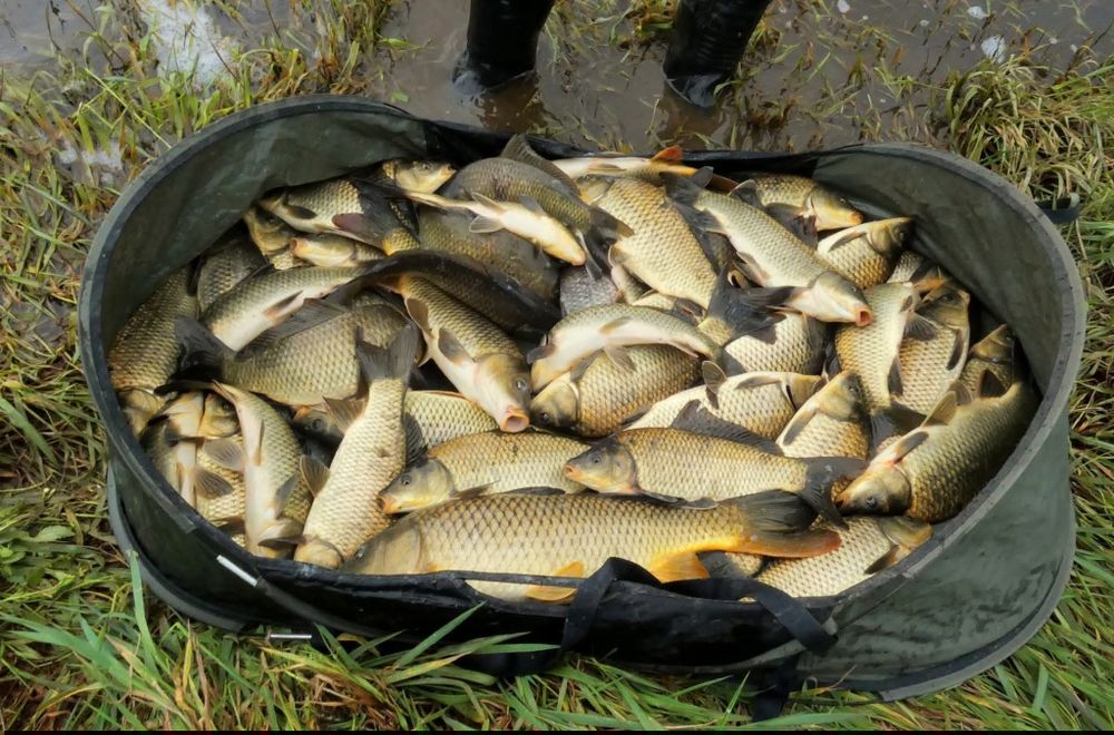 Tapete pesca francesa/ carpfishing