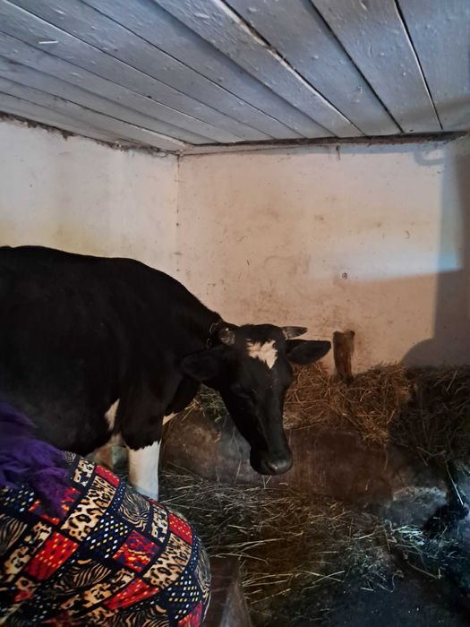 Продам корову на утримання