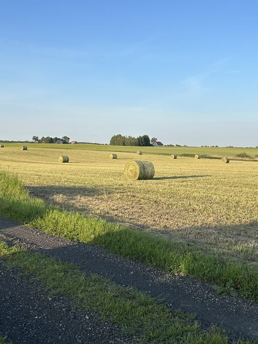 Sianokiszonka z lucerny. Możliwość kupna nie owiniętych bel!!!
