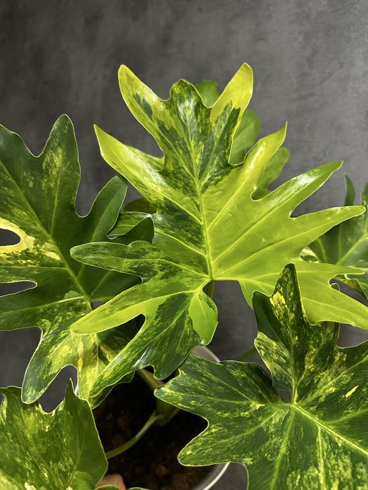 Філодендрон Selloum variegated