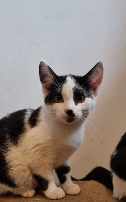 Małe kotki do oddania