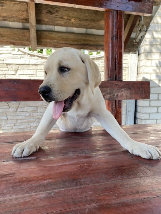 Лабрадор ретривер