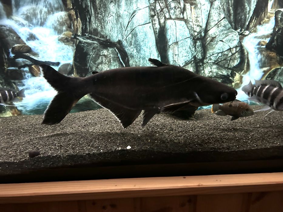 Duży i zdrowy sum rekini 45cm