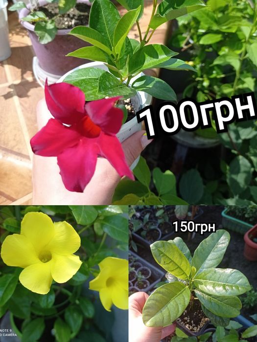 Паслён солянум, иерусалимская вишня