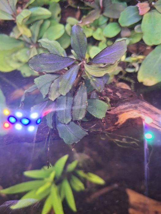 Bucephalandras variadas