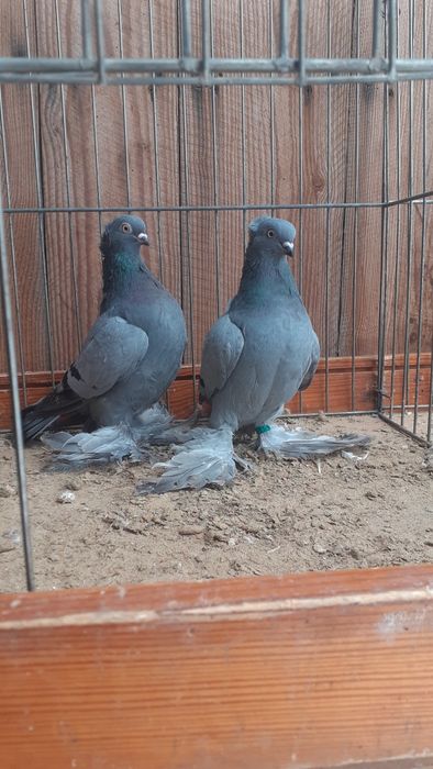 Wywrotki wschodnio pruskie