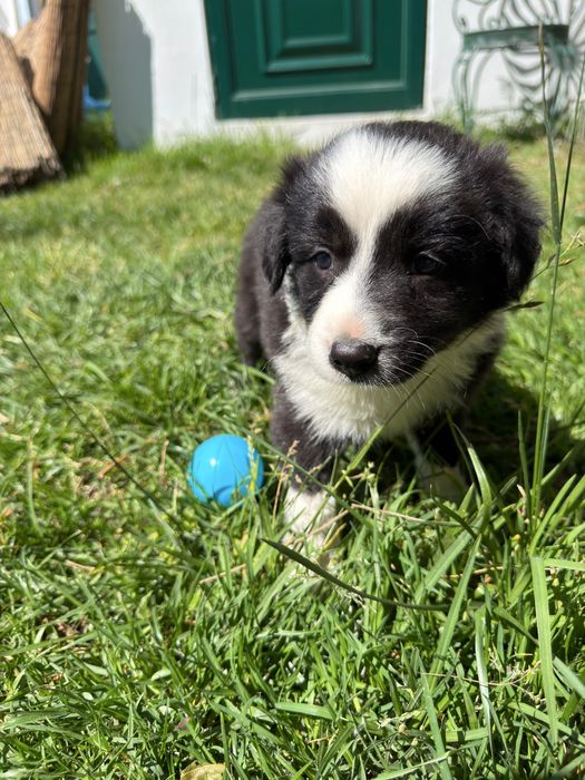Border collie preto 2 meses