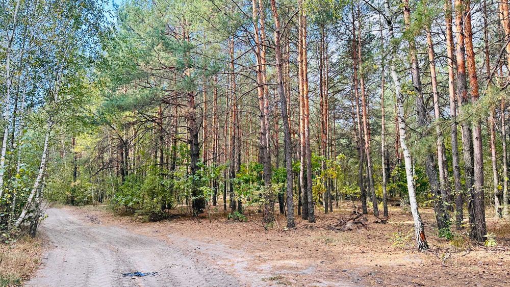 Земля в 20хв від Києва! 4050$ за заліснену ділянку!