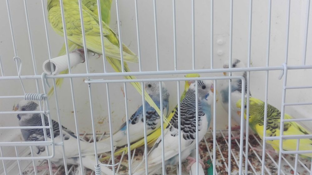 Piriquitos alecrin bonitos