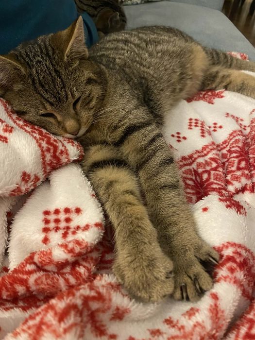 Burasek szuka kochającego domu