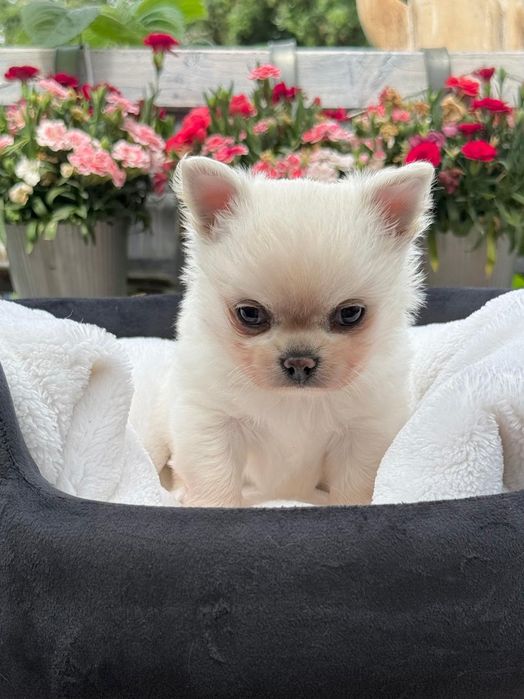 DEXTER chihuahua chłopczyk długowłosy, prawdziwy rodowód FCI
