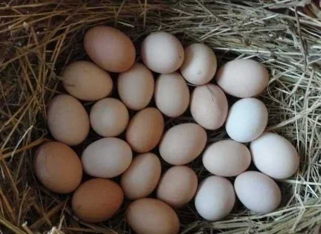 Jajka wiejskie od kur z wolnego wybiegu