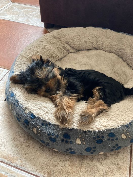 Смешные и озорные хулиганы