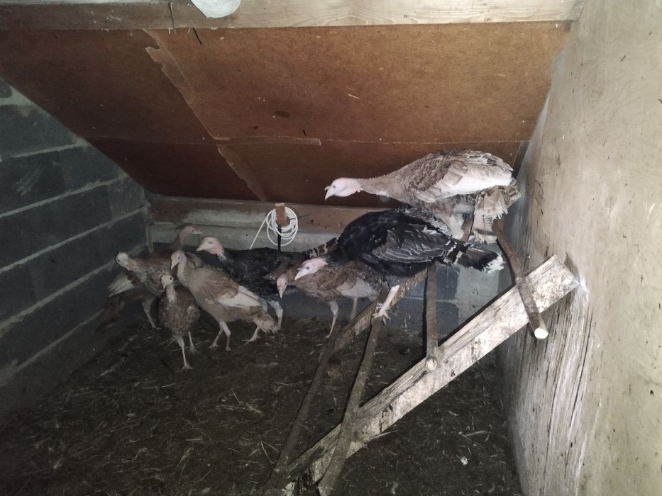 Sprzedam indyki ( samce i samice)