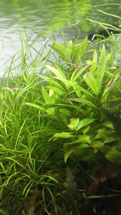 Krewetki Red Cherry