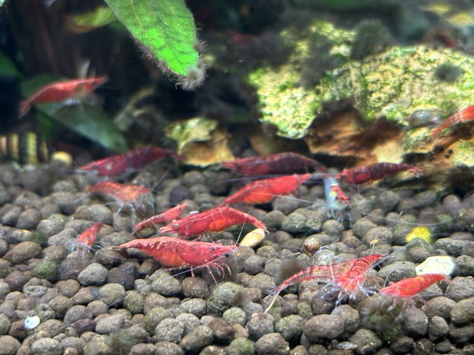 Krewetki Neocaridina davidi, Cherry Shrimp